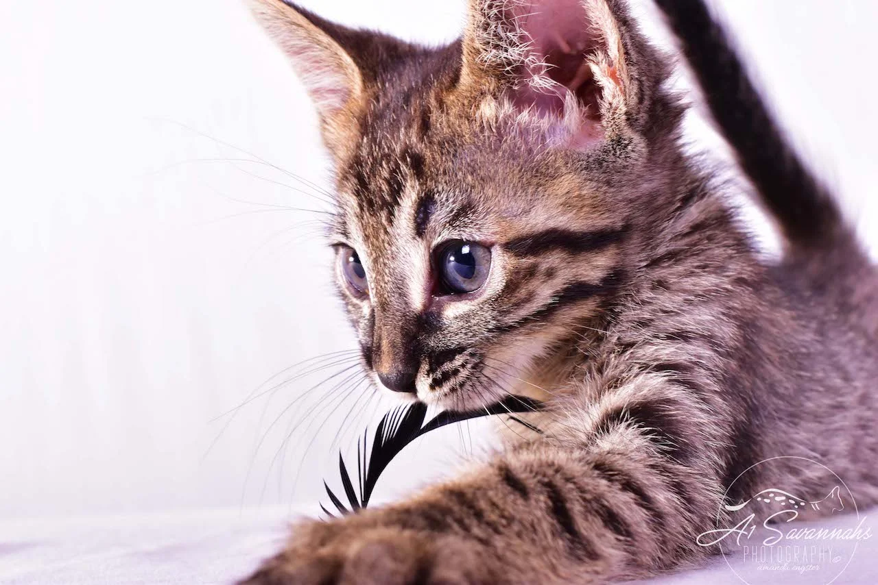 A1 Savannahs Ryder SBT Male Savannah Kitten