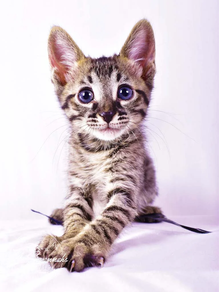 A1 Savannahs Ryder SBT Male Savannah Kitten