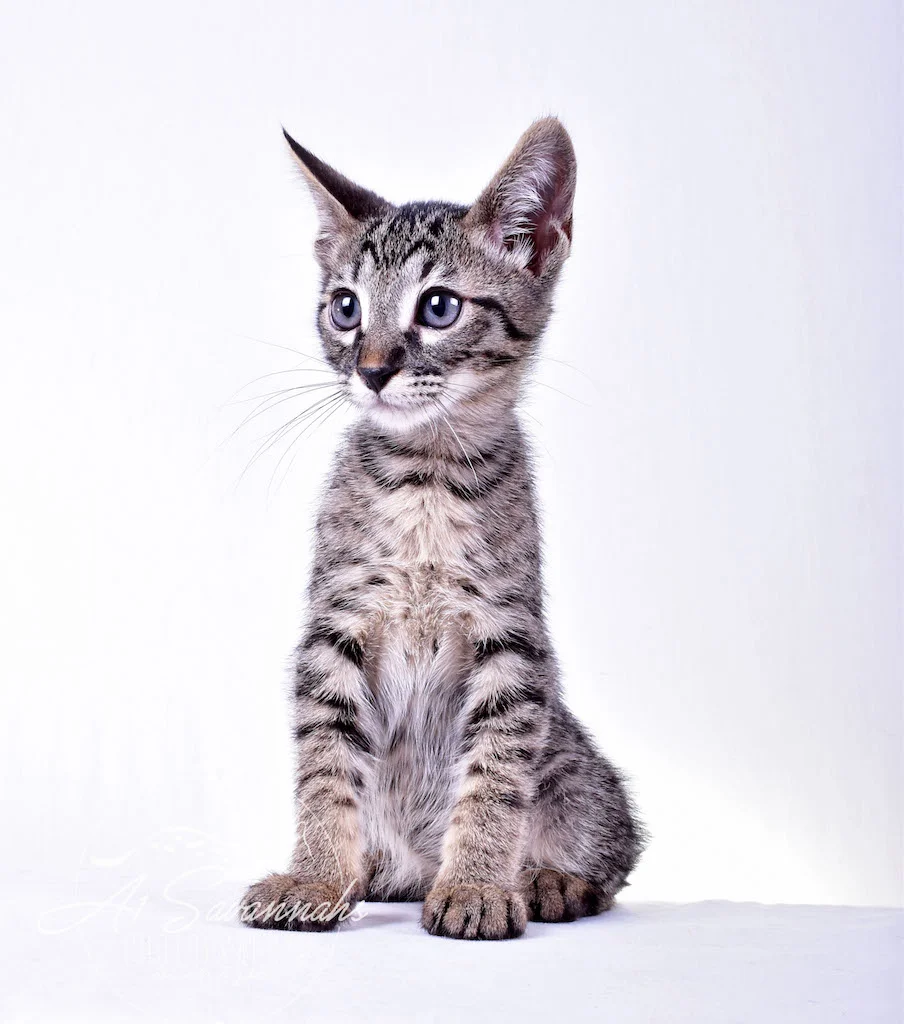 A1Savannahs Rowan Male SBT Savannah Kitten - Savannah Cats and Kittens For Sale 