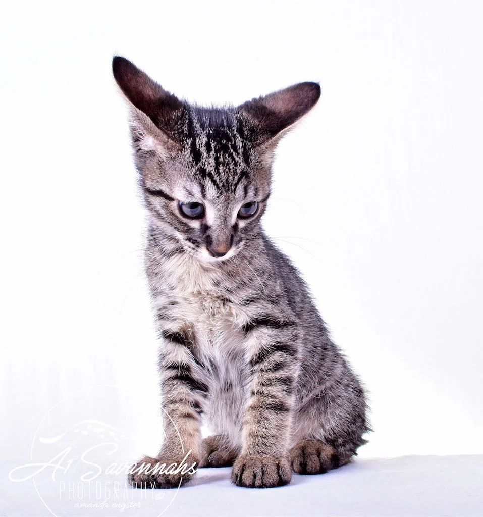 A1Savannahs Rowan Male SBT Savannah Kitten - Savannah Cats and Kittens For Sale 