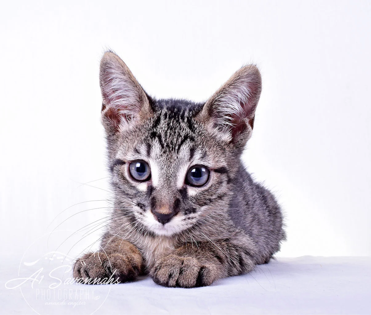 A1Savannahs Rowan Male SBT Savannah Kitten - Savannah Cats and Kittens For Sale 
