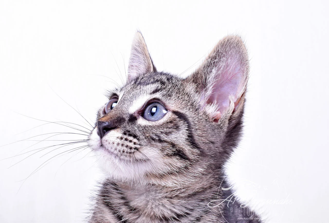 A1Savannahs Rowan Male SBT Savannah Kitten - Savannah Cats and Kittens For Sale 
