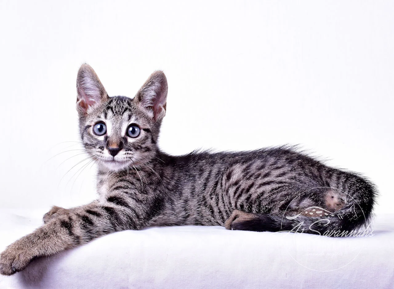 A1Savannahs Rowan Male SBT Savannah Kitten - Savannah Cats and Kittens For Sale 