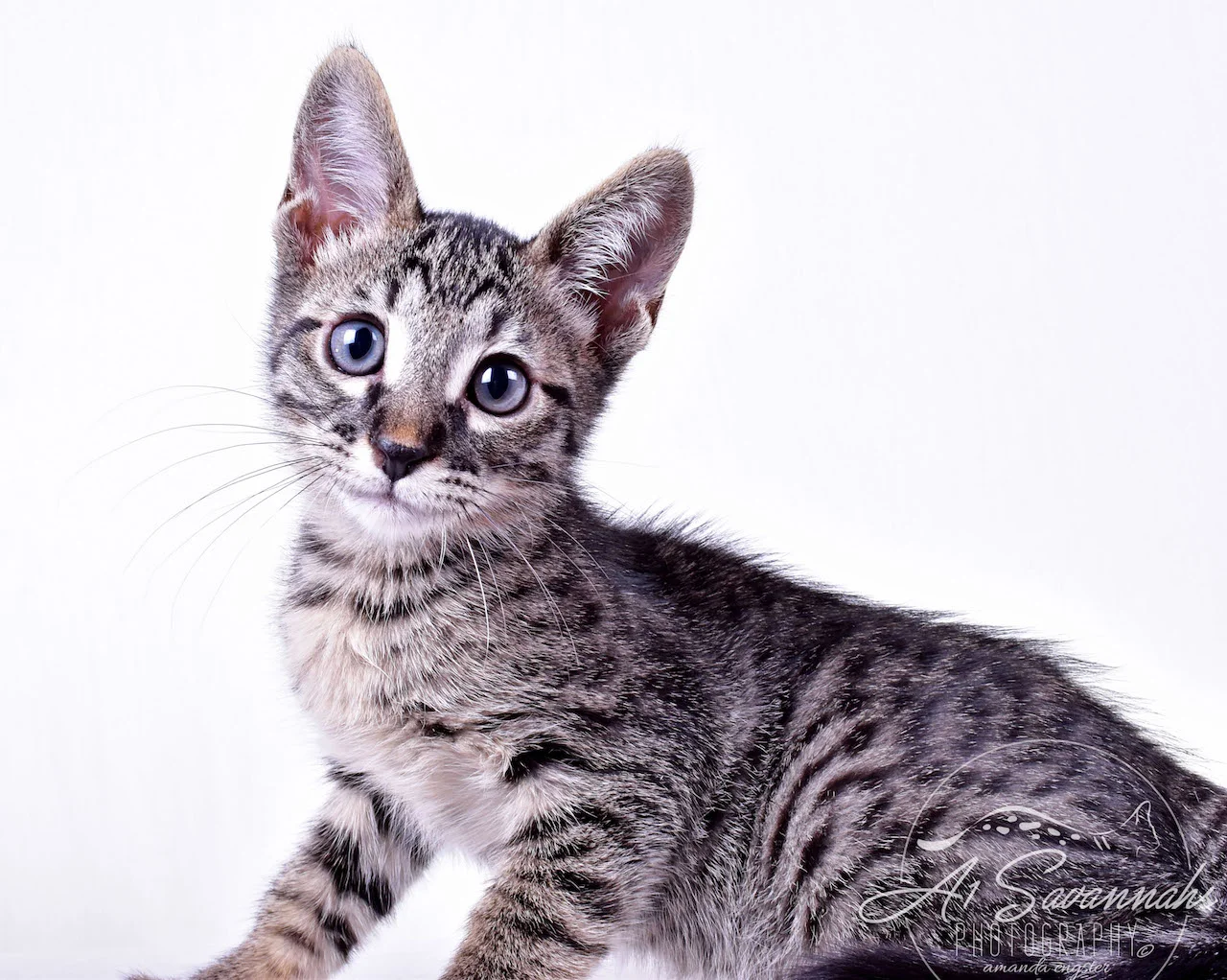 A1Savannahs Rowan Male SBT Savannah Kitten - Savannah Cats and Kittens For Sale 