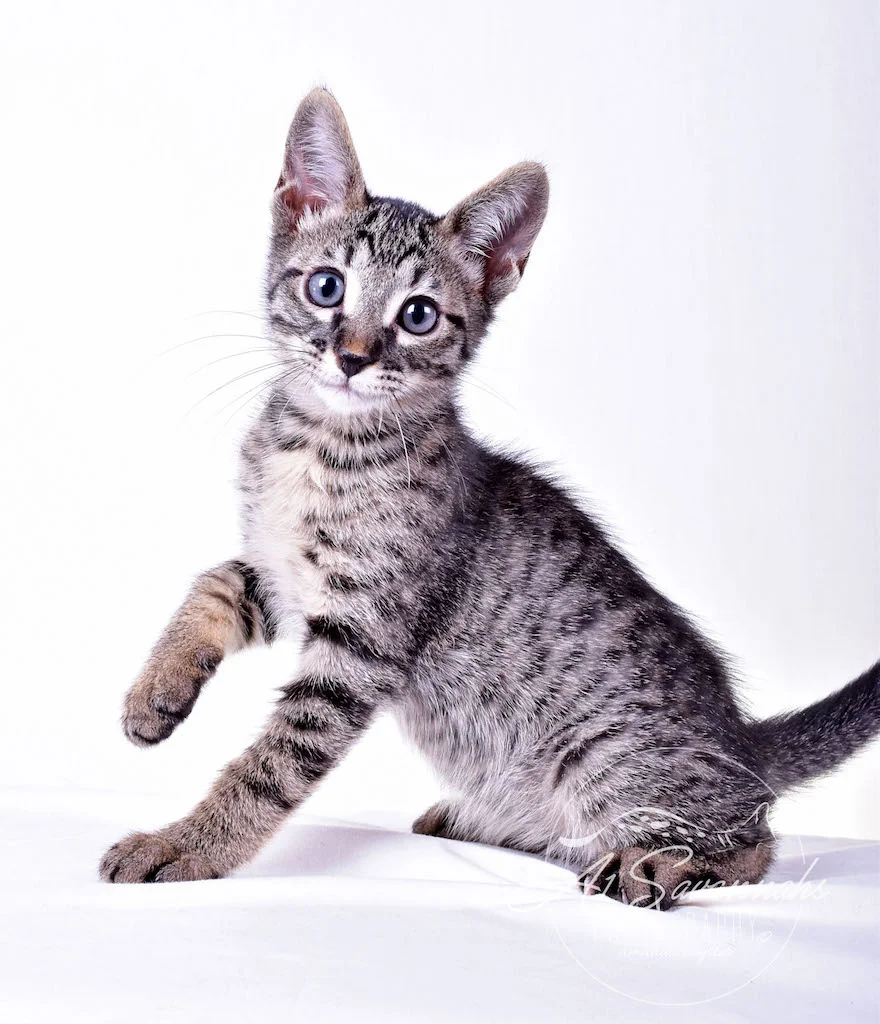 A1Savannahs Rowan Male SBT Savannah Kitten - Savannah Cats and Kittens For Sale 