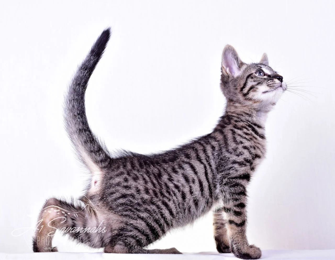 A1Savannahs Rowan Male SBT Savannah Kitten - Savannah Cats and Kittens For Sale 