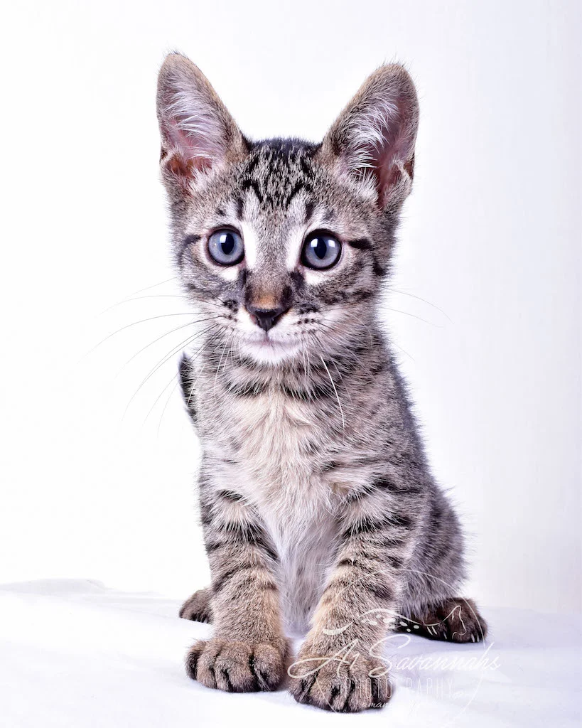 A1Savannahs Rowan Male SBT Savannah Kitten - Savannah Cats and Kittens For Sale 