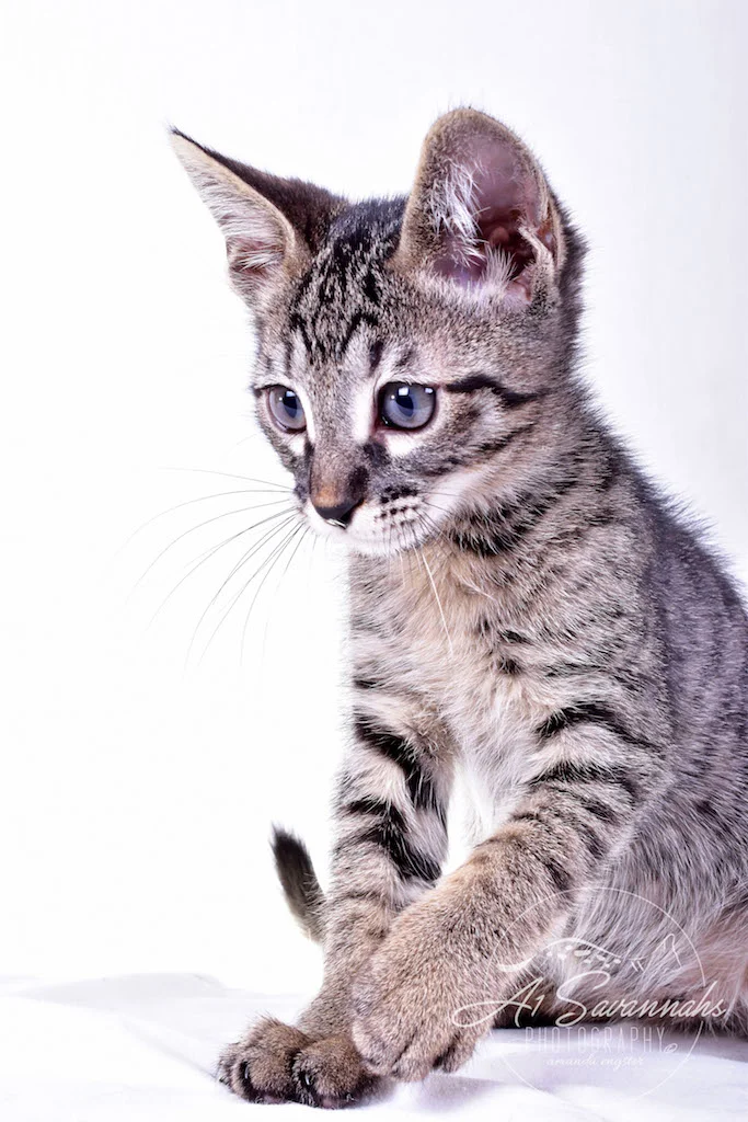 A1Savannahs Rowan Male SBT Savannah Kitten - Savannah Cats and Kittens For Sale 