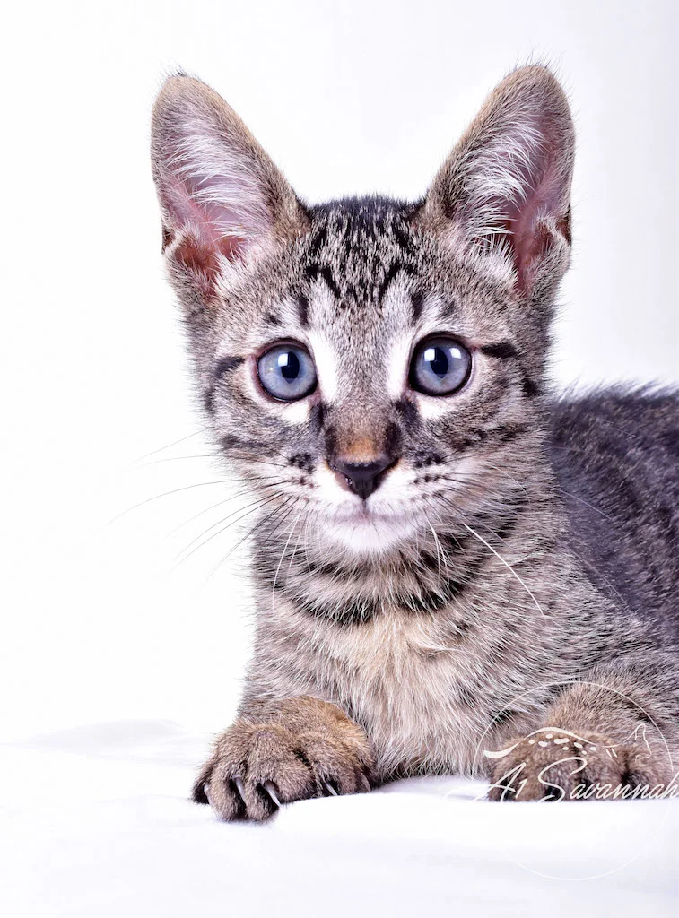A1Savannahs Rowan Male SBT Savannah Kitten - Savannah Cats and Kittens For Sale 