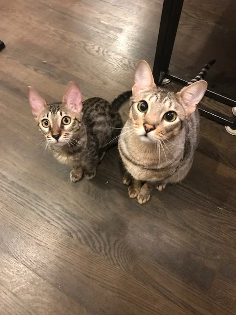 Elliott and Gwynn - SBT Savannah