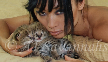 Actress Bail Ling with A1 Savannah Serval Kittens