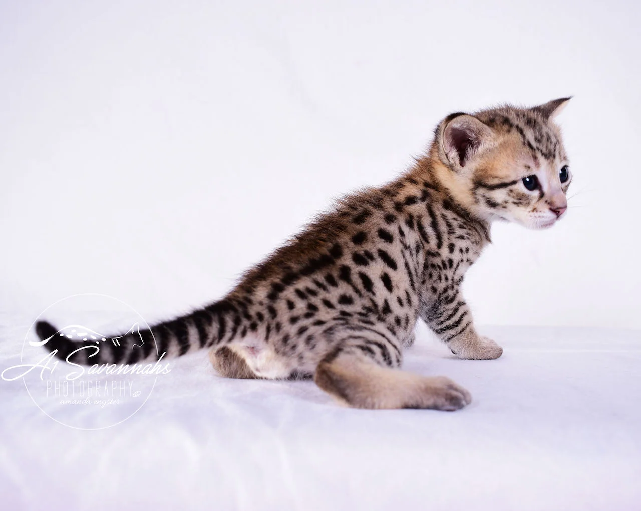 A1Savannahs Derrick F2 Male Savannah Kitten - Savannah Cats and Kittens For Sale 