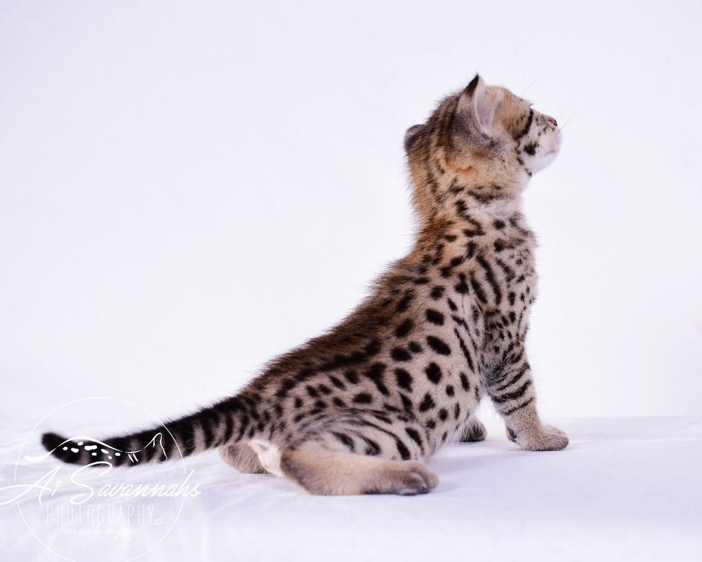 Derrick F2 Male Savannah Kitten — A1 Savannahs