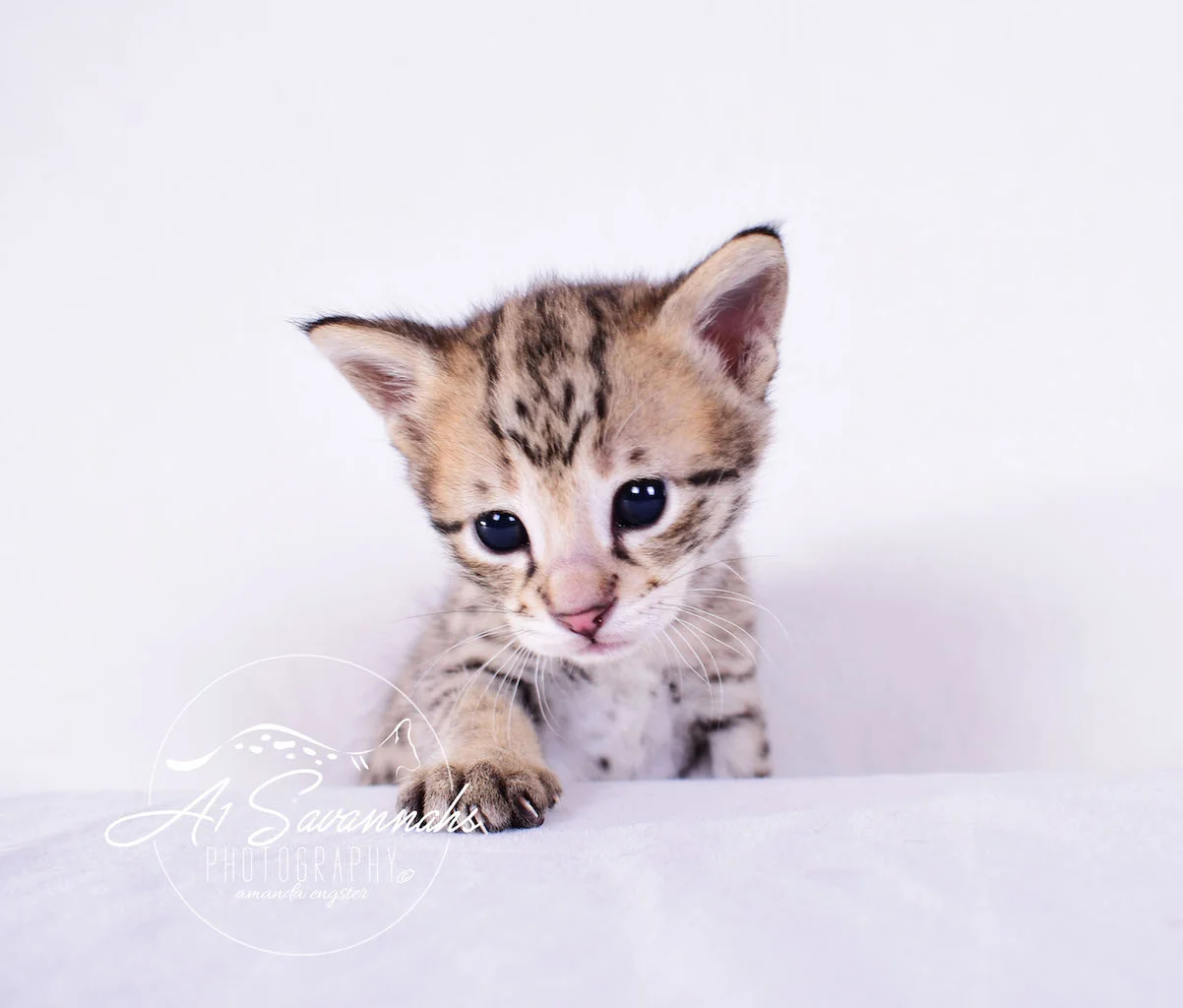 A1Savannahs Derrick F2 Male Savannah Kitten - Savannah Cats and Kittens For Sale 