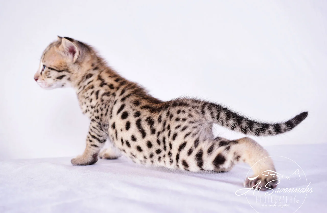 A1Savannahs Derrick F2 Male Savannah Kitten - Savannah Cats and Kittens For Sale 