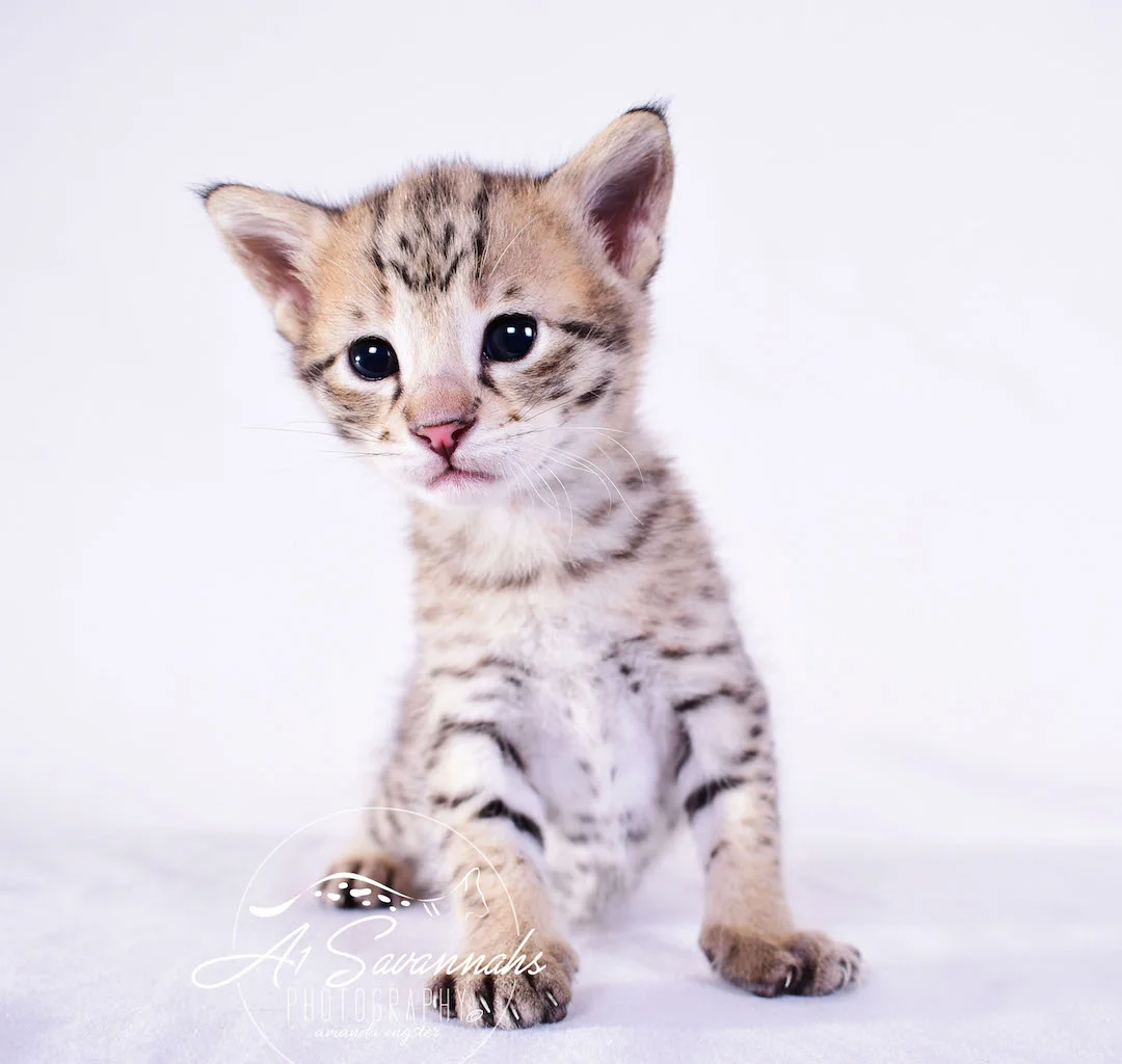 A1Savannahs Derrick F2 Male Savannah Kitten - Savannah Cats and Kittens For Sale 