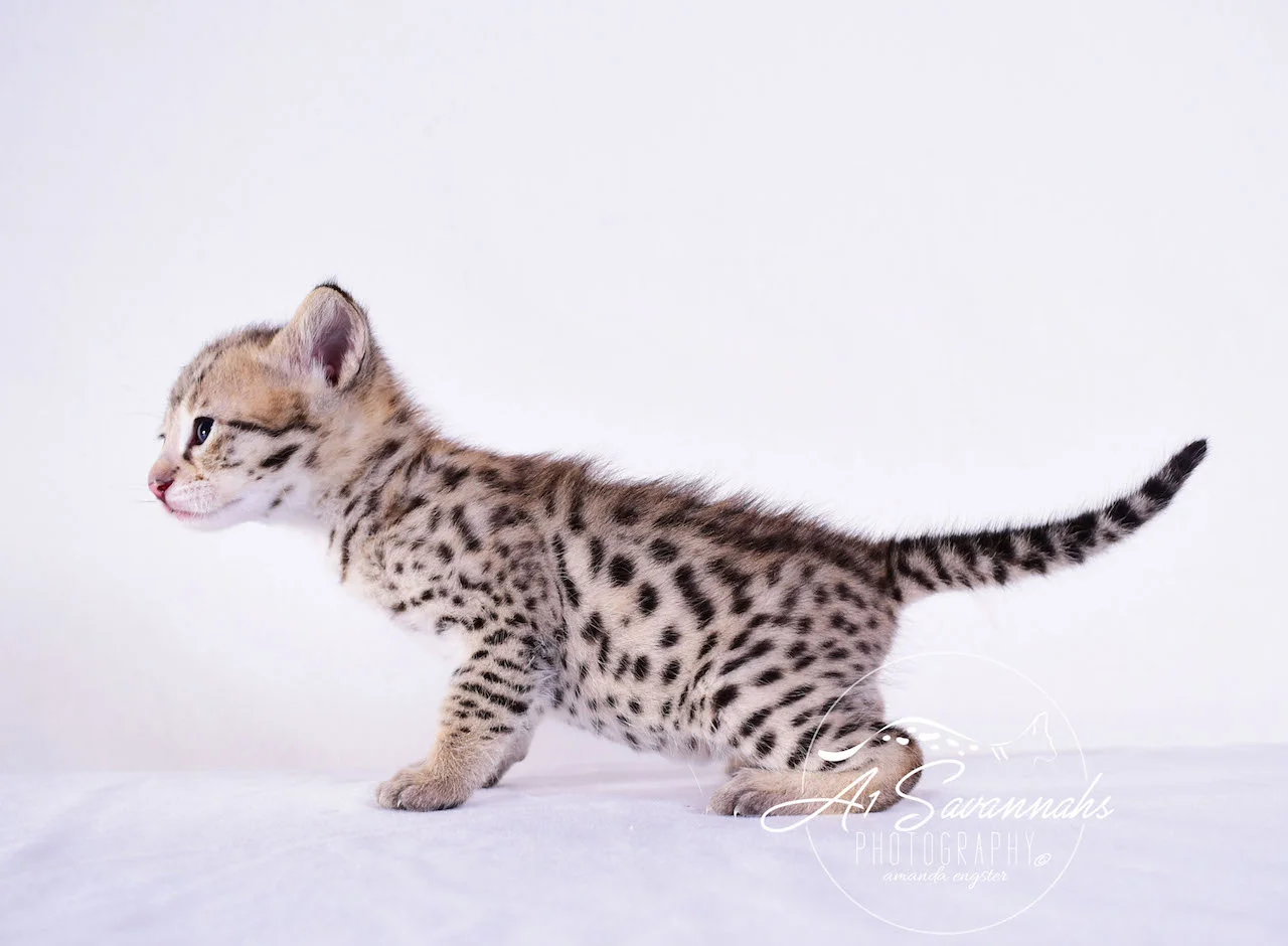 A1Savannahs Derrick F2 Male Savannah Kitten - Savannah Cats and Kittens For Sale 