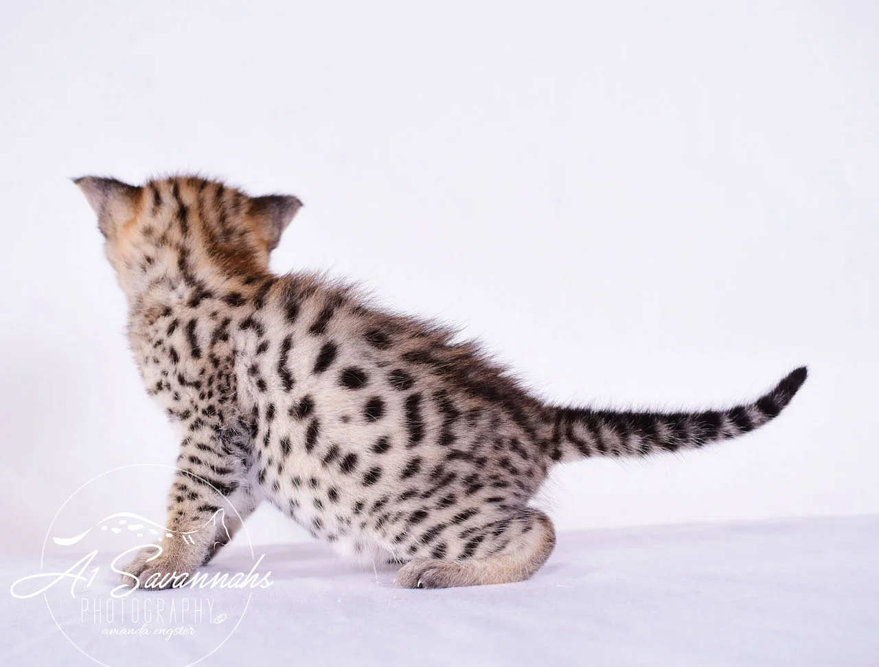 A1Savannahs Derrick F2 Male Savannah Kitten - Savannah Cats and Kittens For Sale 