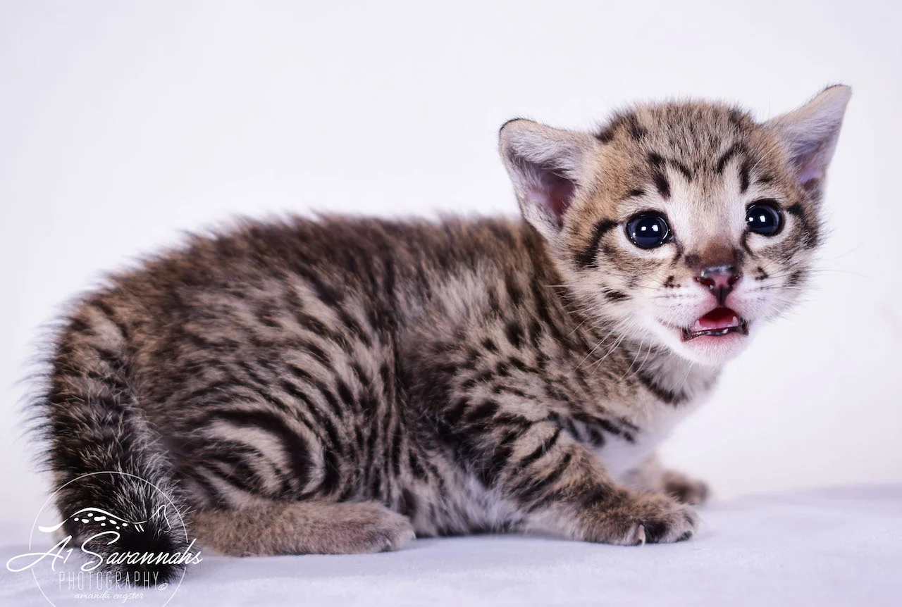 Dior - A1Savannahs F2 Savannah Female - Available Savannah Kittens and Cats