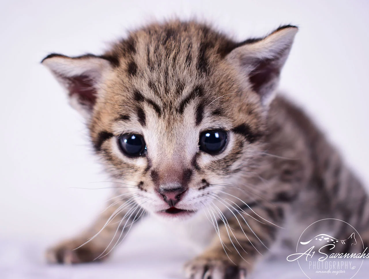 Dior - A1Savannahs F2 Savannah Female - Available Savannah Kittens and Cats