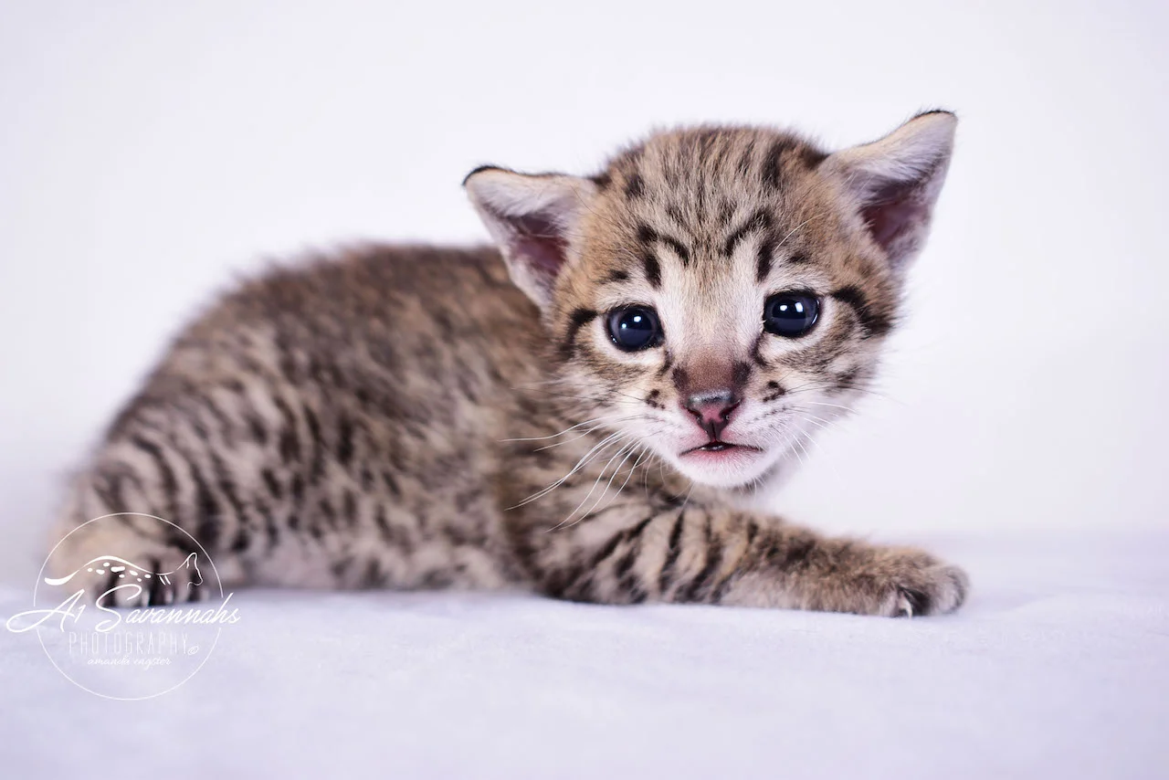 Dior - A1Savannahs F2 Savannah Female - Available Savannah Kittens and Cats