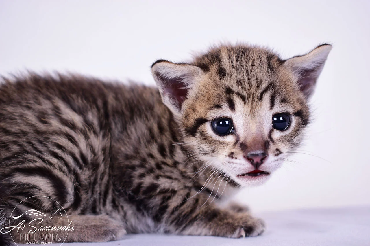 Dior - A1Savannahs F2 Savannah Female - Available Savannah Kittens and Cats