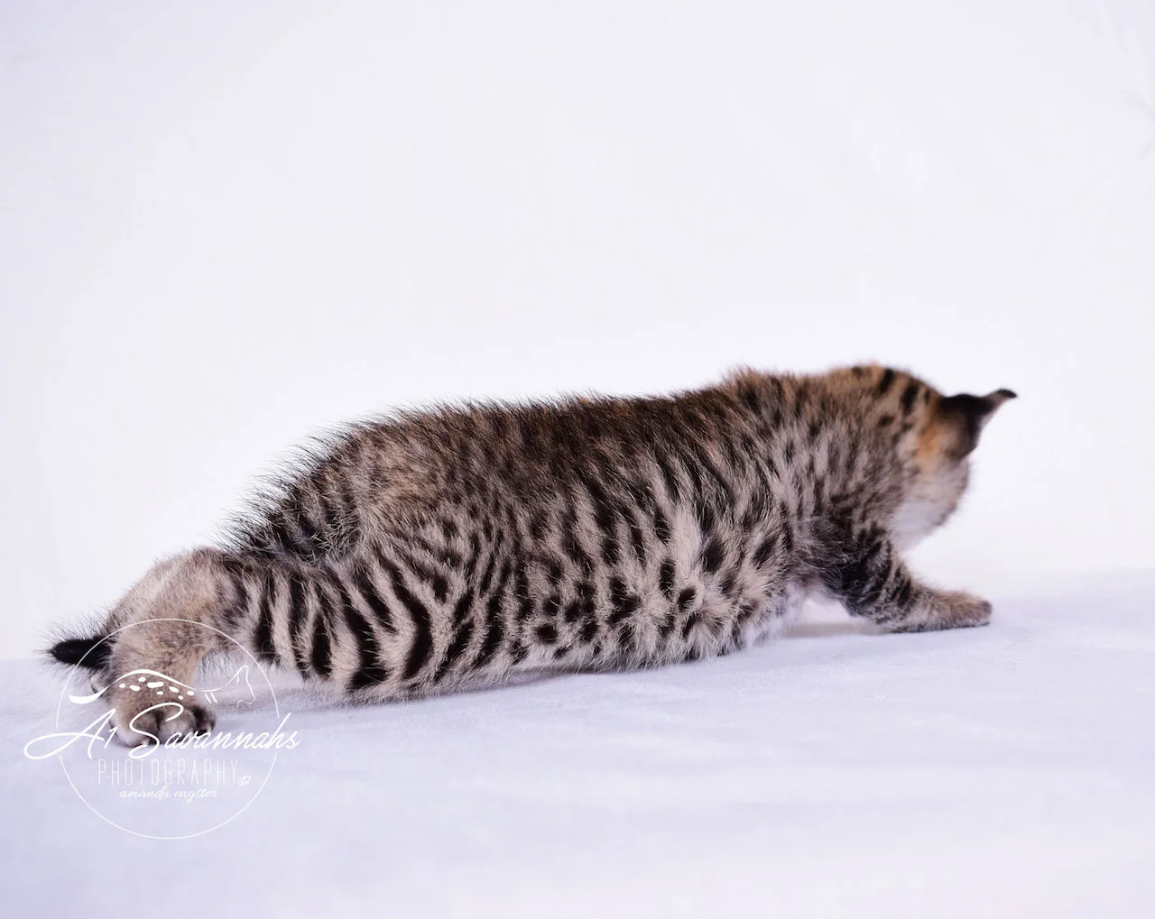 Dior - A1Savannahs F2 Savannah Female - Available Savannah Kittens and Cats