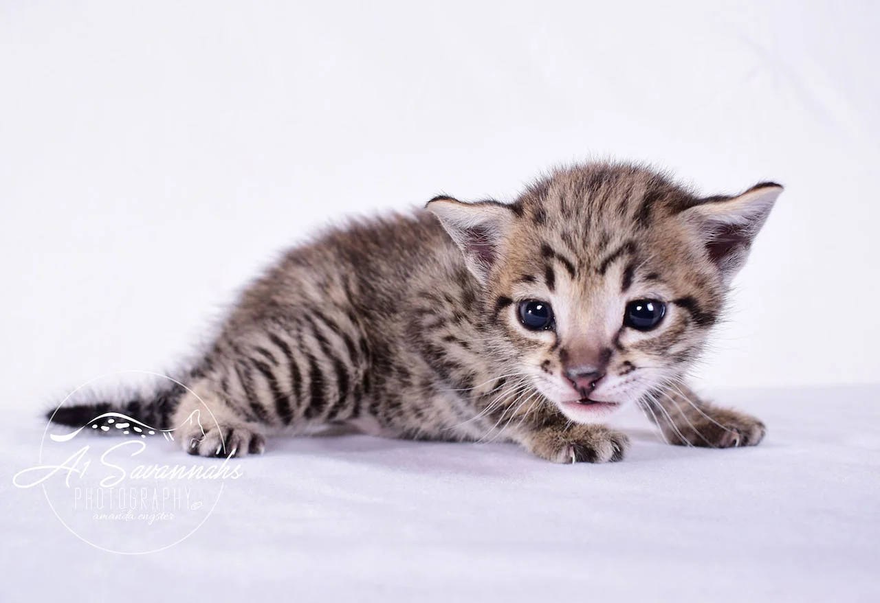 Dior - A1Savannahs F2 Savannah Female - Available Savannah Kittens and Cats