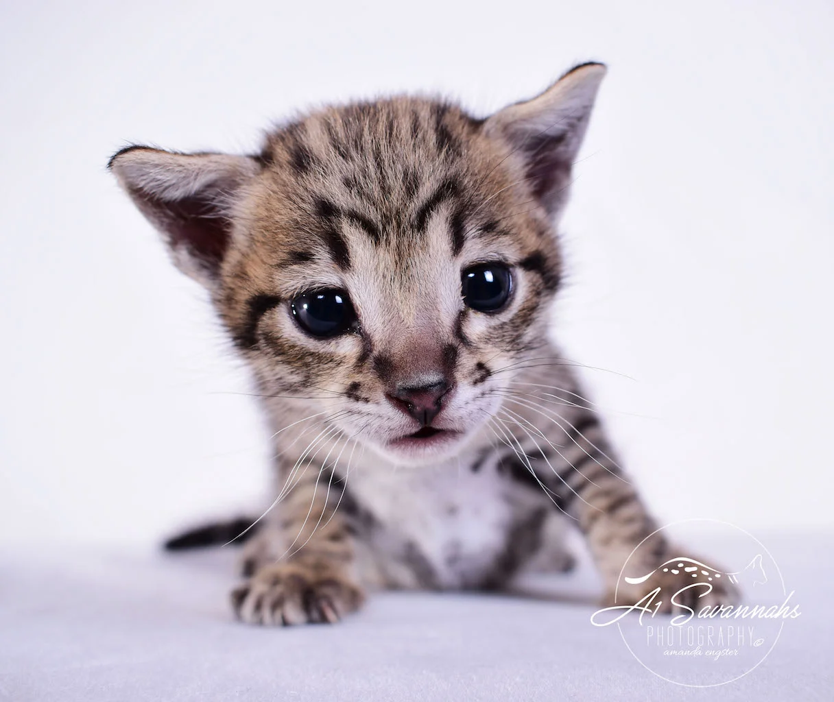 Dior - A1Savannahs F2 Savannah Female - Available Savannah Kittens and Cats