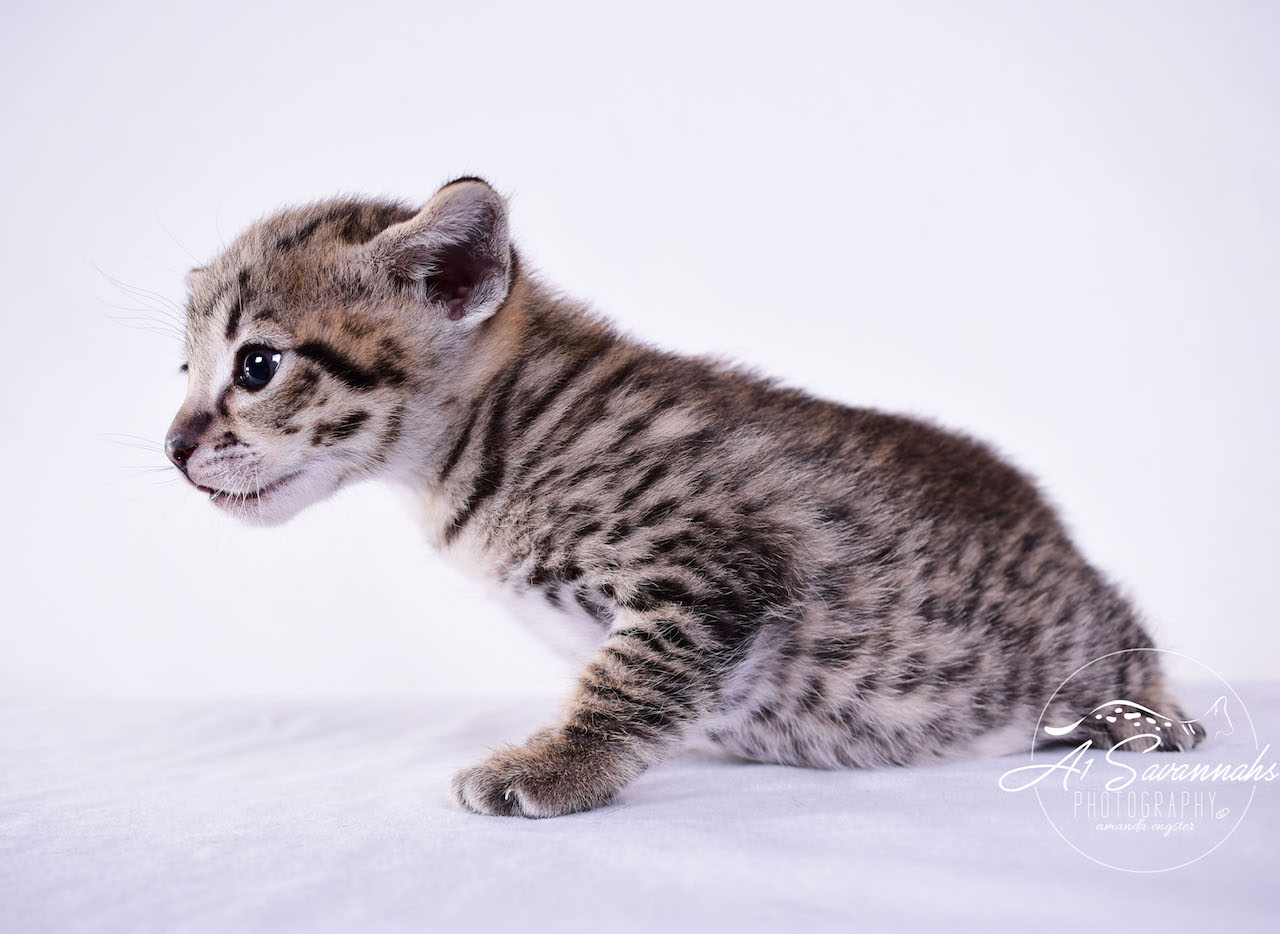 Dior - A1Savannahs F2 Savannah Female - Available Savannah Kittens and Cats