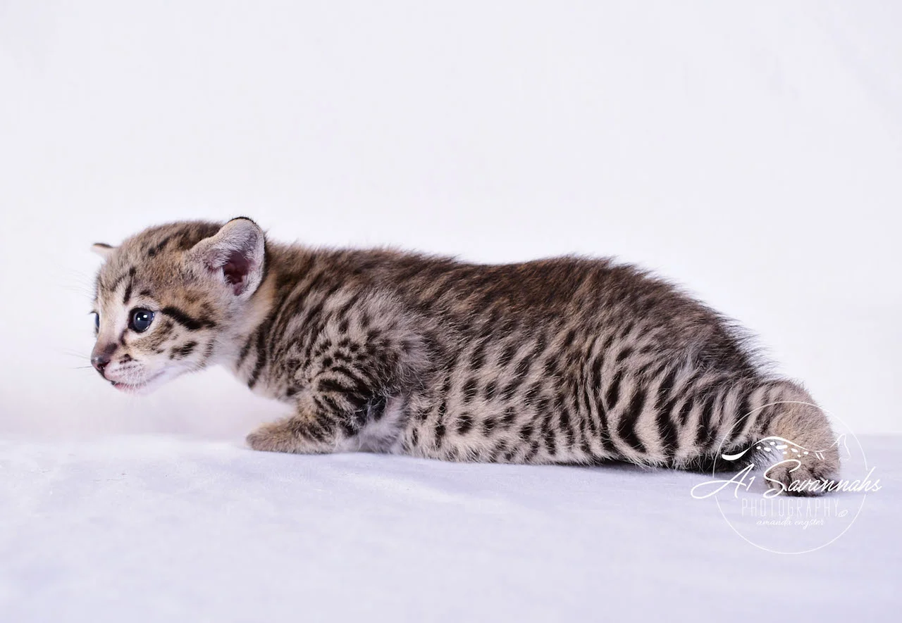 Dior - A1Savannahs F2 Savannah Female - Available Savannah Kittens and Cats