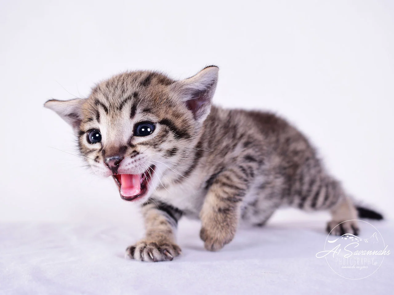 Dior - A1Savannahs F2 Savannah Female - Available Savannah Kittens and Cats