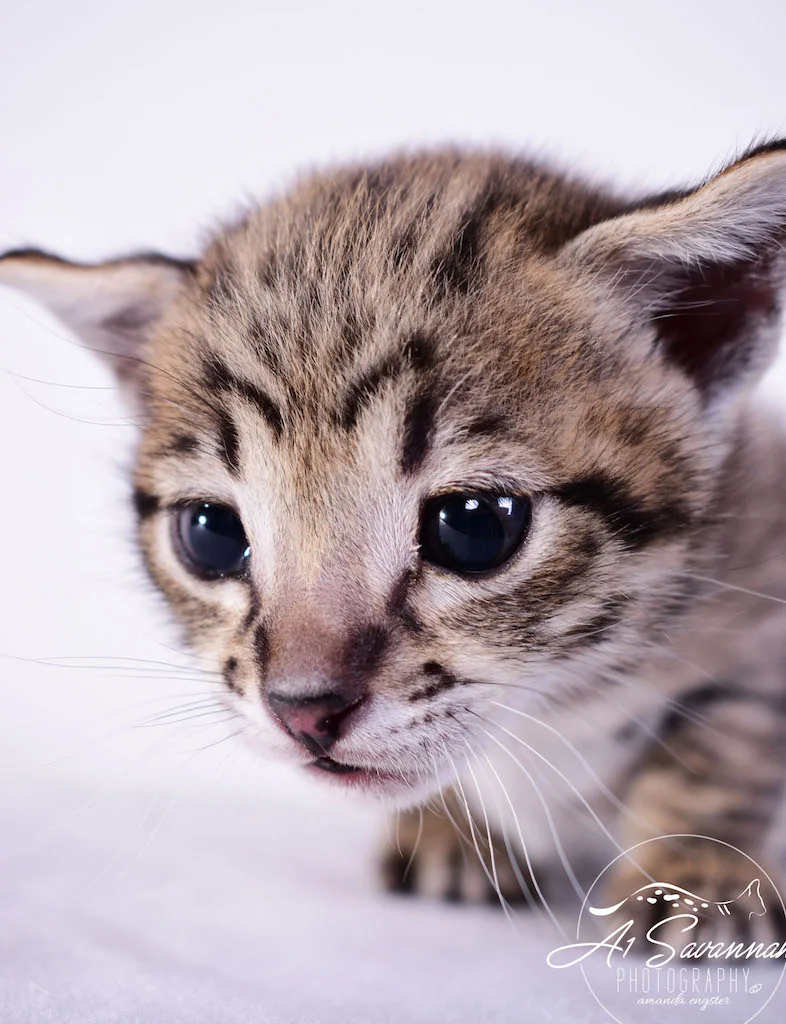 Dior - A1Savannahs F2 Savannah Female - Available Savannah Kittens and Cats