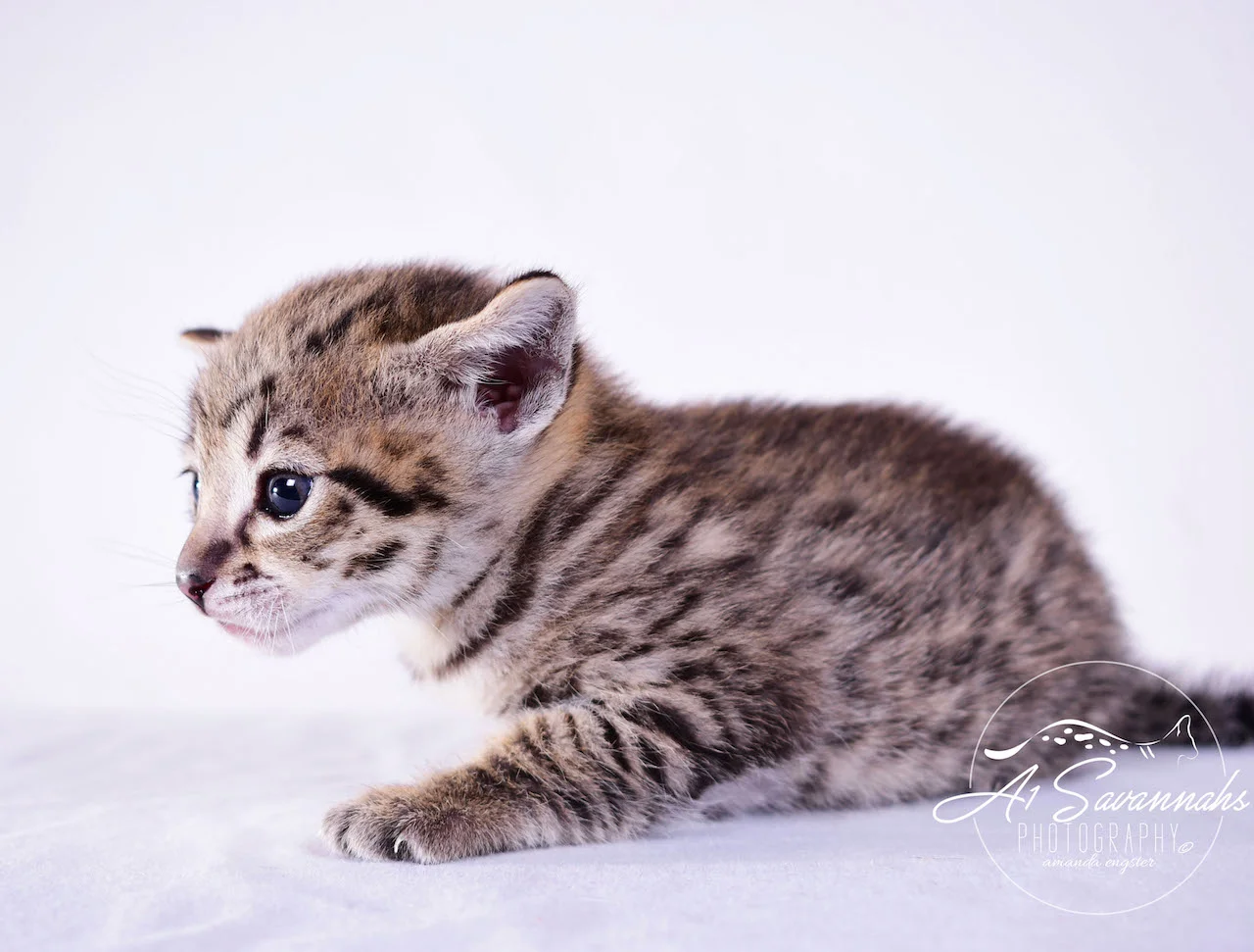 Dior - A1Savannahs F2 Savannah Female - Available Savannah Kittens and Cats
