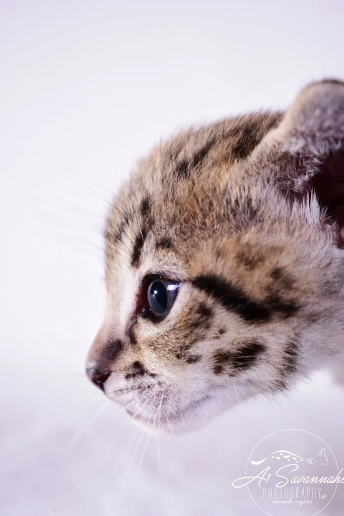 Dior - A1Savannahs F2 Savannah Female - Available Savannah Kittens and Cats