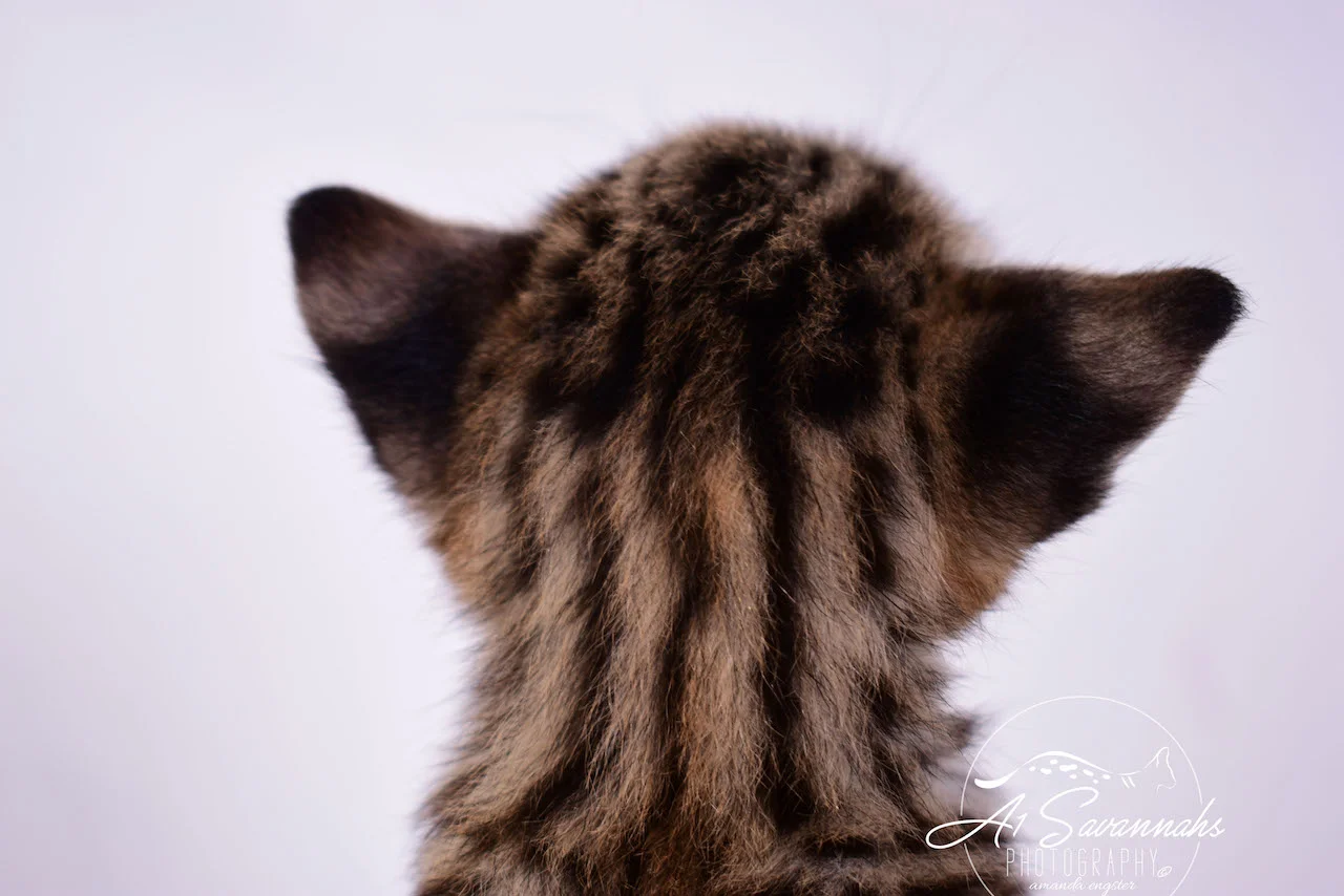 Dior - A1Savannahs F2 Savannah Female - Available Savannah Kittens and Cats