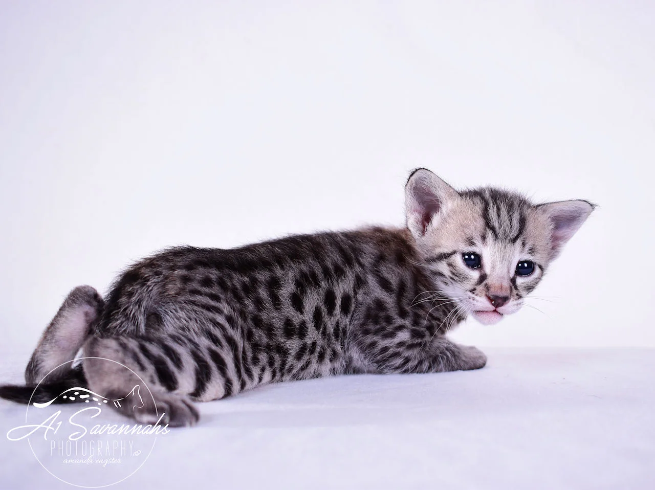 A1Savannahs Desi F2 Female Savannah Kitten - Savannah cats and Kittens for sale