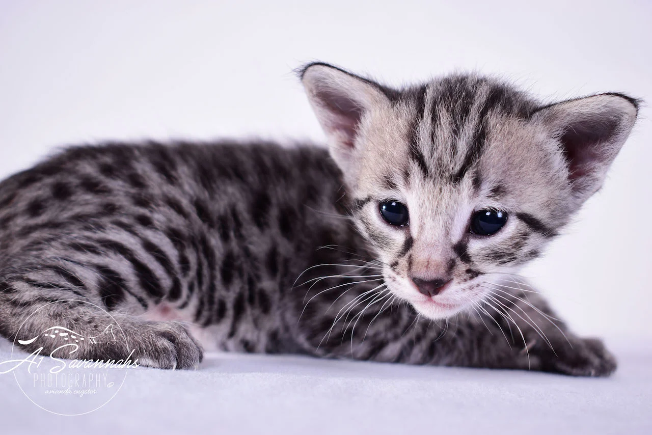 A1Savannahs Desi F2 Female Savannah Kitten - Savannah Cats and Kittens For Sale