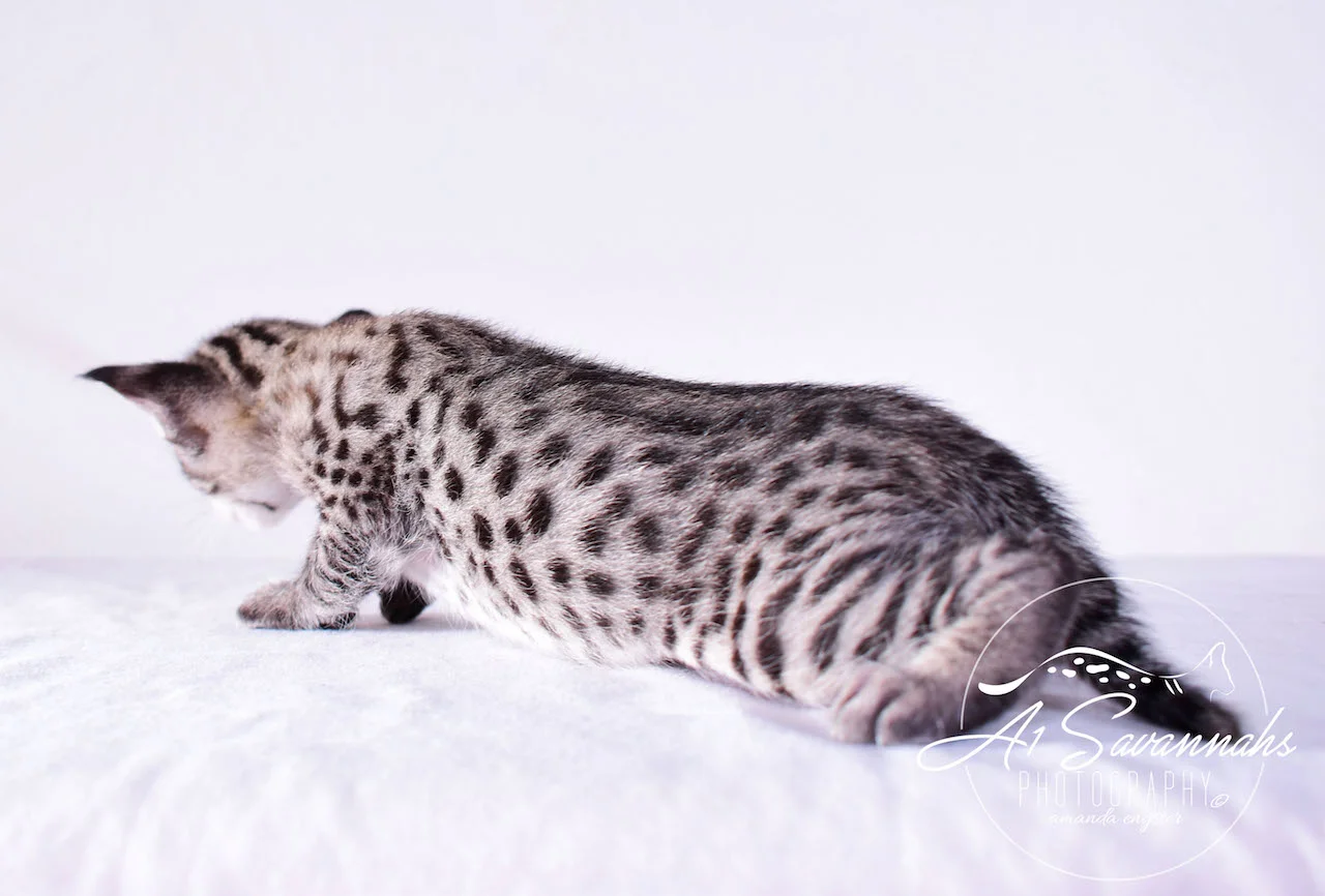 A1Savannahs Desi F2 Female Savannah Kitten - Savannah Cats and Kittens For Sale