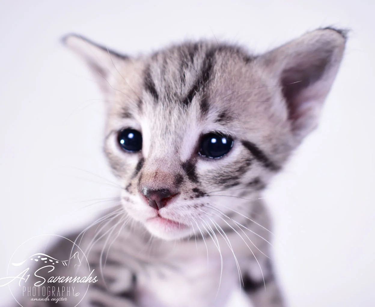 A1Savannahs Desi F2 Female Savannah Kitten - Savannah Cats and Kittens For Sale