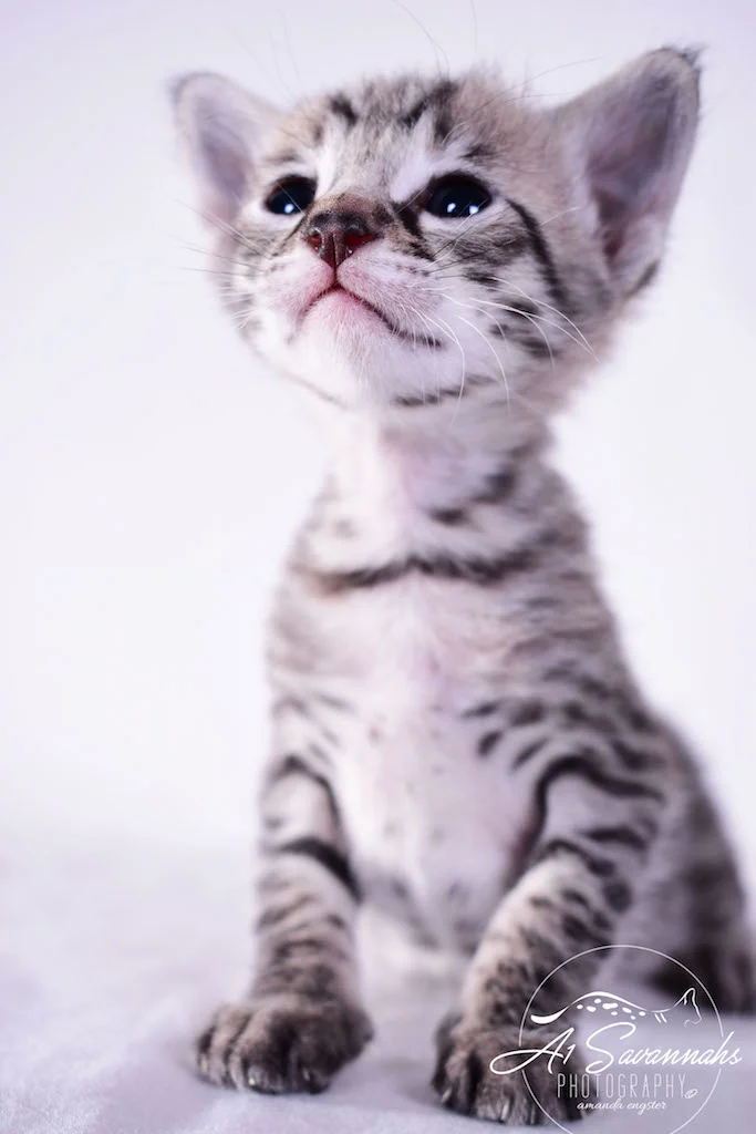 A1Savannahs Desi F2 Female Savannah Kitten - Savannah Cats and Kittens For Sale