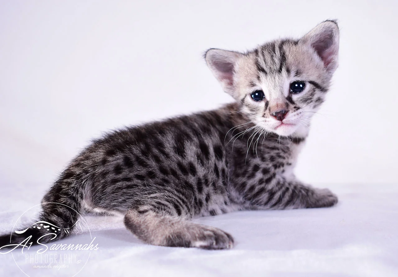 A1Savannahs Desi F2 Female Savannah Kitten - Savannah Cats and Kittens For Sale