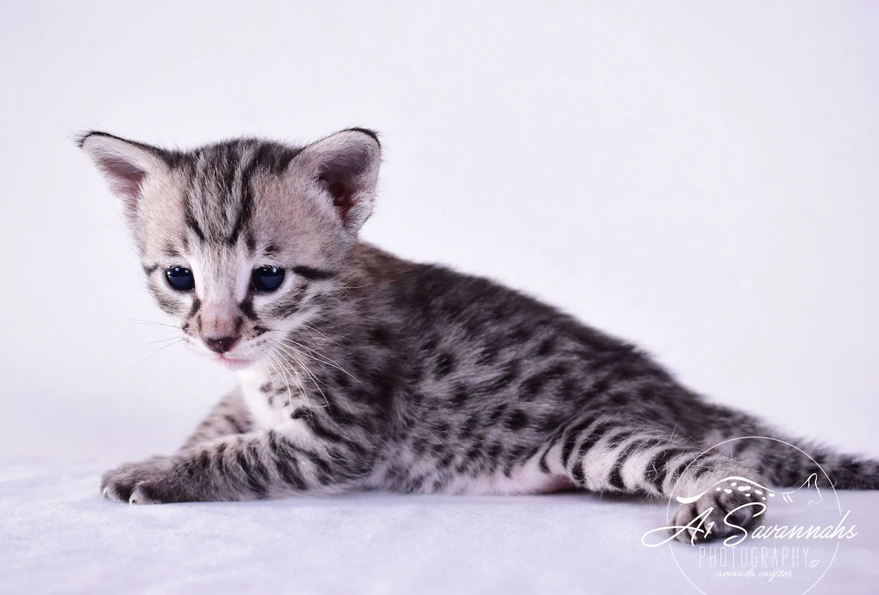 A1Savannahs Desi F2 Female Savannah Kitten - Savannah Cats and Kittens For Sale