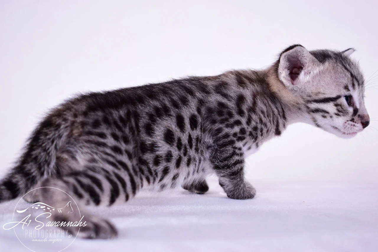 A1Savannahs Desi F2 Female Savannah Kitten - Savannah Cats and Kittens For Sale