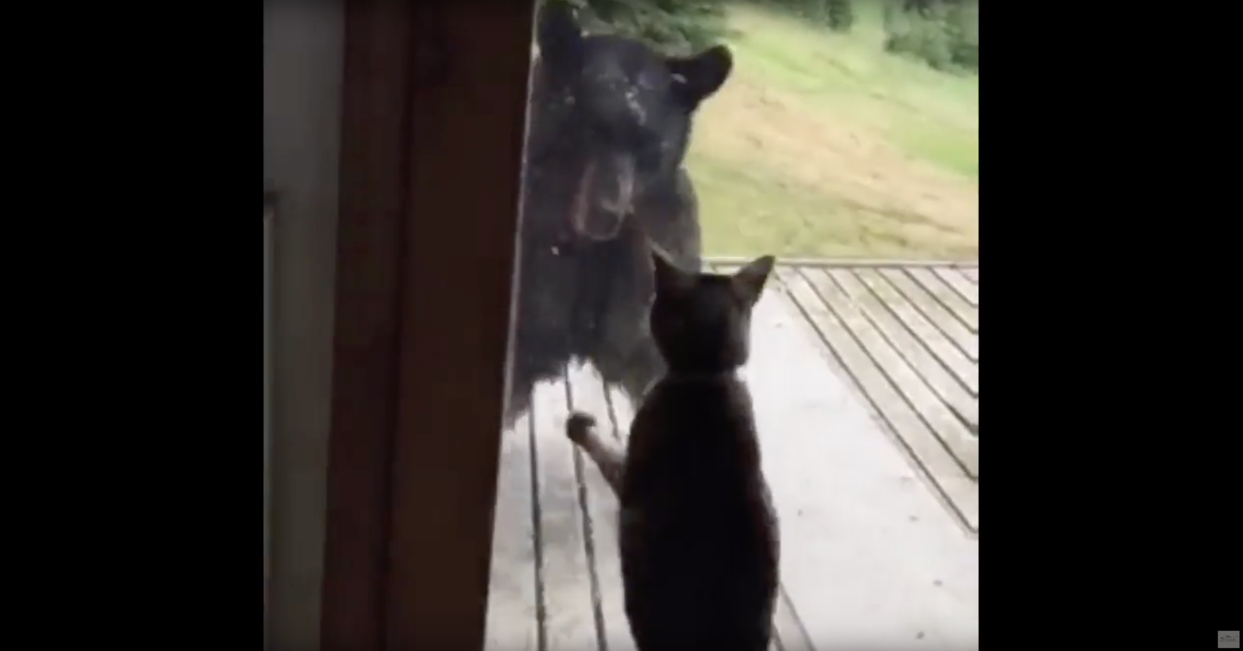 December 2012 - F4 vs Bear