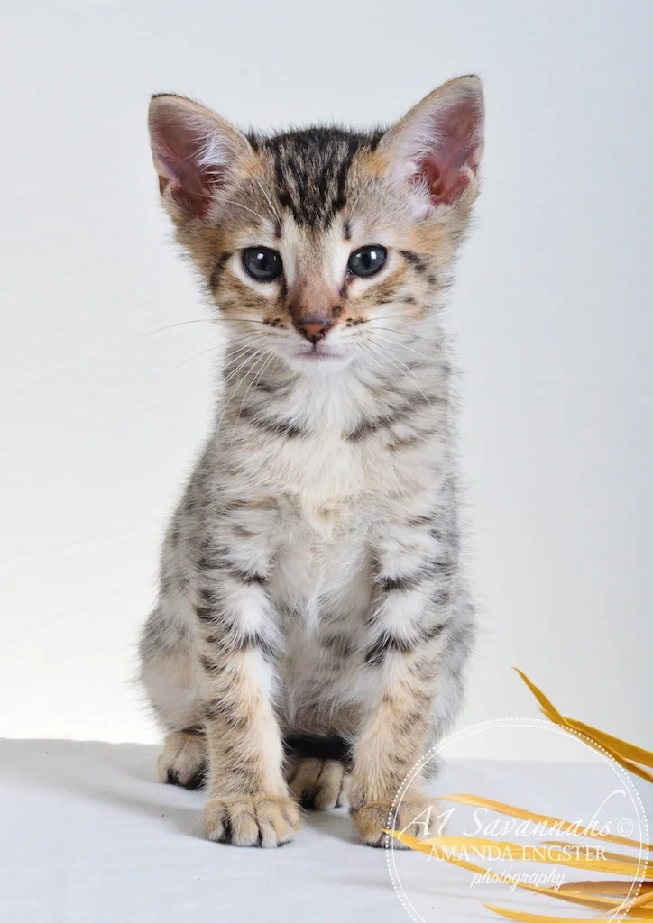 A1Savannahs Taber F4 Male Savannah Kitten - Savannah Cats and Kittens For Sale 