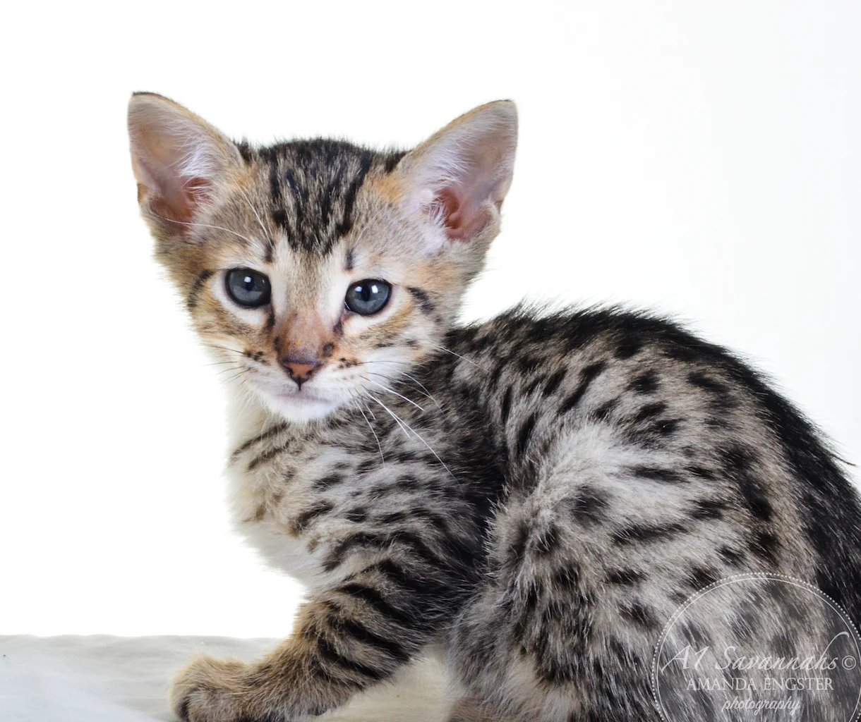 A1Savannahs Taber F4 Male Savannah Kitten - Savannah Cats and Kittens For Sale 