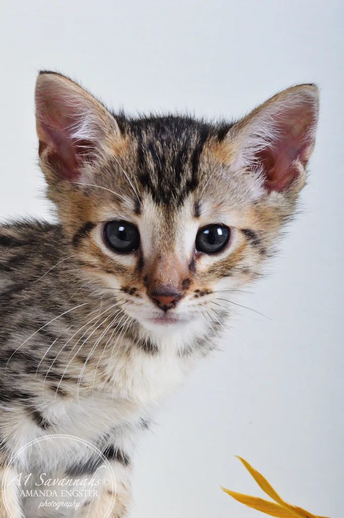 A1Savannahs Taber F4 Male Savannah Kitten - Savannah Cats and Kittens For Sale 