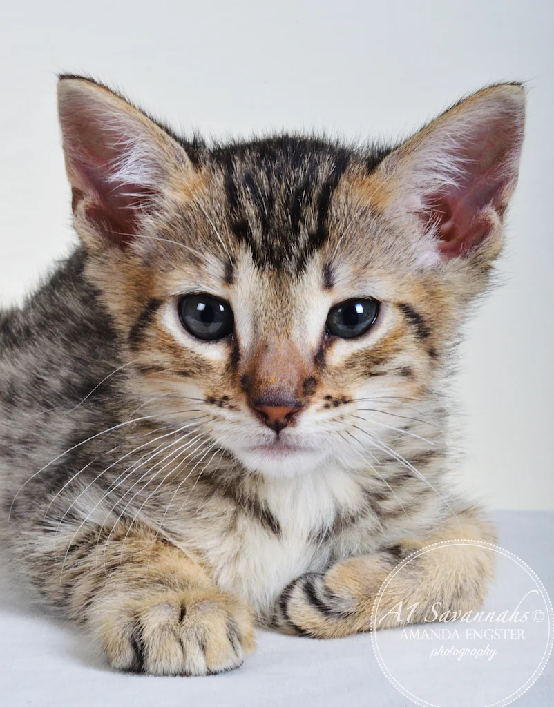 A1Savannahs Taber F4 Male Savannah Kitten - Savannah Cats and Kittens For Sale 
