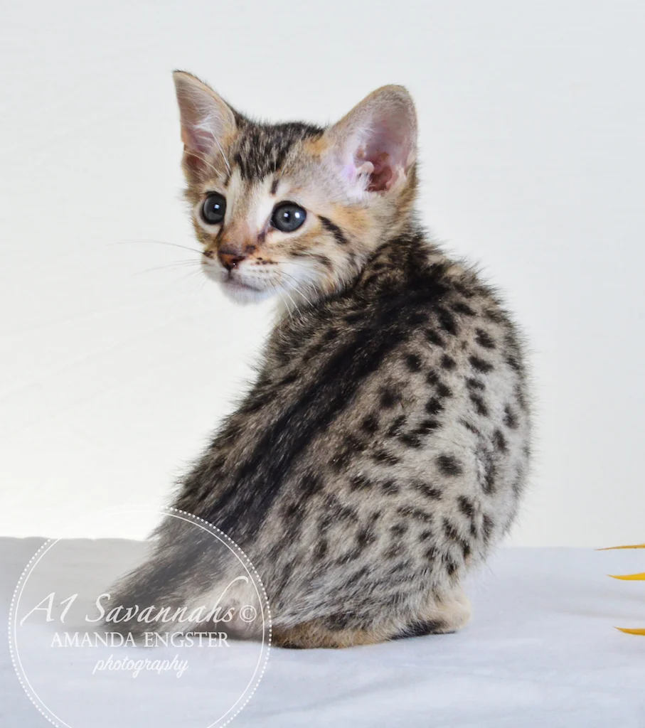 A1Savannahs Taber F4 Male Savannah Kitten - Savannah Cats and Kittens For Sale  